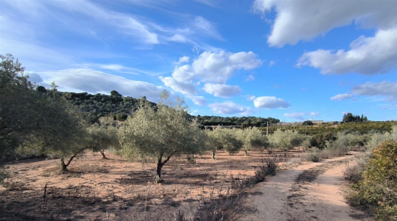 Tarragona - Freginals - 7000m2