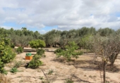 Casa de camp amb terreny en venda a Crevillent ref.: TR386165 foto