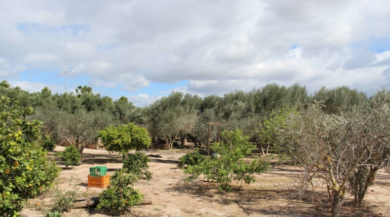 Alicante - Crevillente - 13800m2