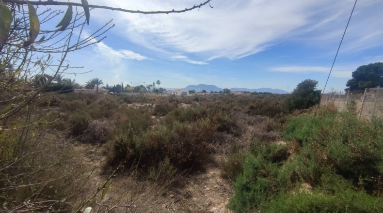 Alicante - Crevillente - 14184m2