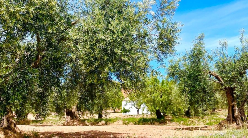Almería - Велес-Рубио - 5000m2