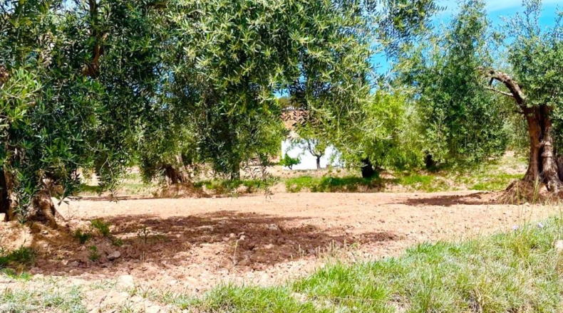 Almería - Велес-Рубио - 5000m2