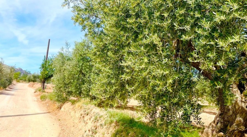 Almería - Велес-Рубио - 5000m2