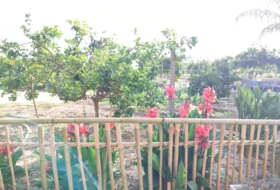 Foto 8