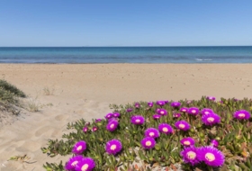 Dénia 750&nbsp;м²