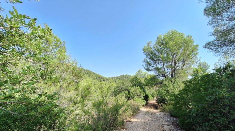 Valencia - Oliva - 54804m2
