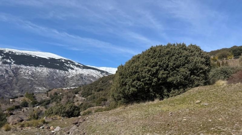 Granada - Capileira - 11352m2