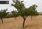 Terreny no urbanitzable en venda a la España, el Fondó de les Neus, ref.: TR384056 foto