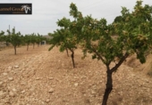 Terreny no urbanitzable en venda a la España, el Fondó de les Neus, ref.: TR384056 foto