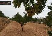Terreny no urbanitzable en venda a la España, el Fondó de les Neus, ref.: TR384056 foto