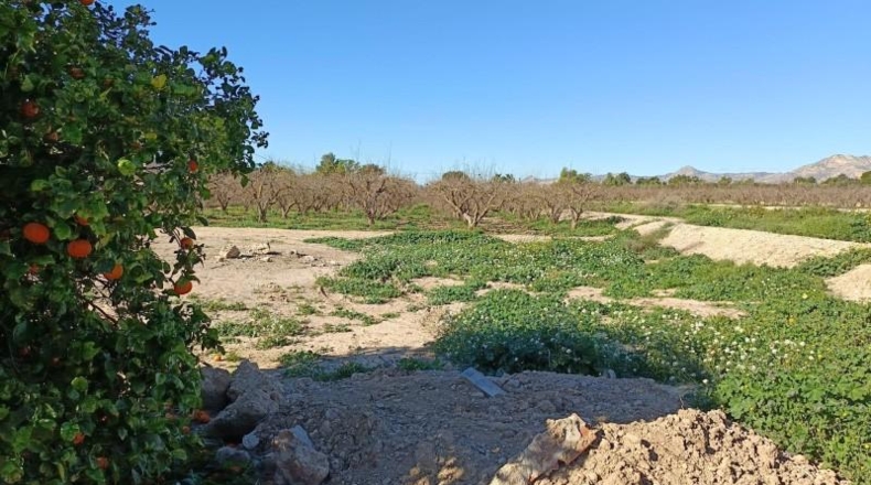 Alicante - Crevillent - 10000m2