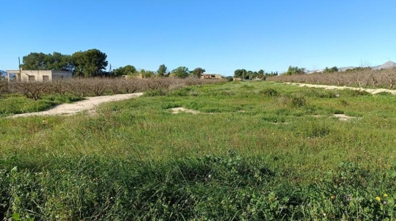 Alicante - Crevillent - 10000m2