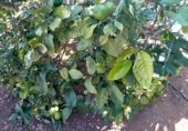 Non-developable land for sale on España, Buenavista del Norte, ref: TR386717 photo