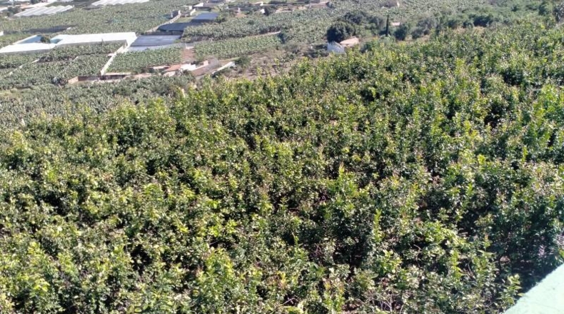 Santa Cruz de Tenerife - Buenavista del Norte - 29520m2