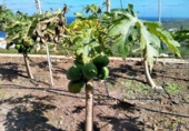 Non-developable land for sale on España, Buenavista del Norte, ref: TR386717 photo