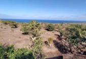 Non-developable land for sale on España, Buenavista del Norte, ref: TR386717 photo
