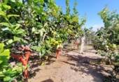 Non-developable land for sale on España, Buenavista del Norte, ref: TR386717 photo