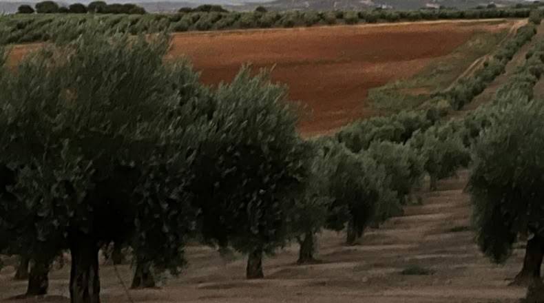 Jaén - Huelma - 3210000m2