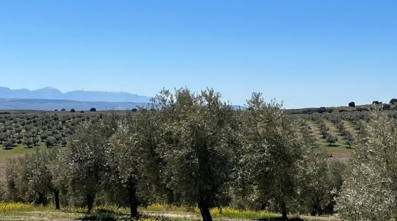 Jaén - Huelma - 3210000m2
