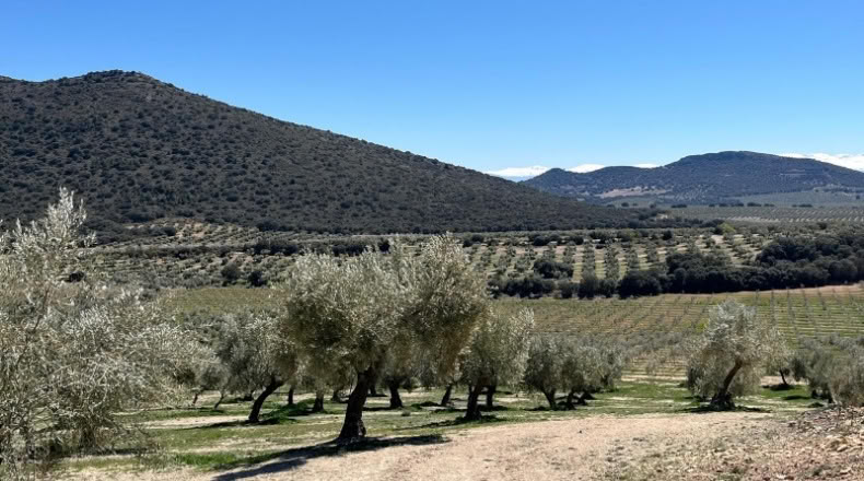 Jaén - Huelma - 3210000m2
