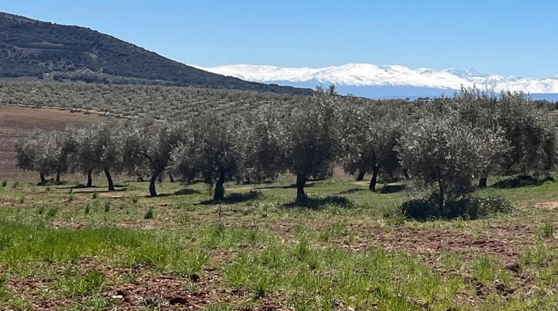 Jaén - Huelma - 3210000m2