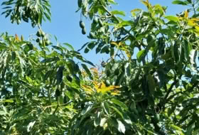 Foto 6