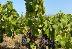 Garriguella 170684&nbsp;m² 