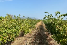 Garriguella 170684&nbsp;m² 