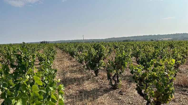 Жирона - Garriguella - 170684m2