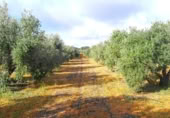 Non-developable land for sale on Calle Seis de Junio, Valdepeñas, ref: TR386787 photo