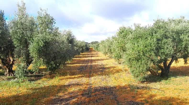 Ciudad Real - Valdepeñas - 25000m2