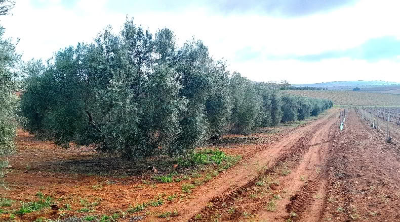 Ciudad Real - Valdepeñas - 25000m2