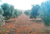 Non-developable land for sale on Calle Seis de Junio, Valdepeñas, ref: TR386787 photo
