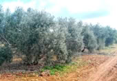Non-developable land for sale on Calle Seis de Junio, Valdepeñas, ref: TR386787 photo