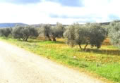 Non-developable land for sale on Calle Seis de Junio, Valdepeñas, ref: TR386787 photo