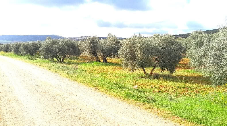 Ciudad Real - Valdepeñas - 25000m2