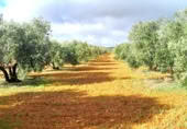 Non-developable land for sale on Calle Seis de Junio, Valdepeñas, ref: TR386787 photo