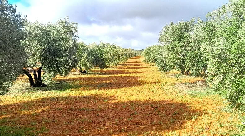 Ciudad Real - Valdepeñas - 25000m2