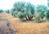 Non-developable land for sale on Calle Seis de Junio, Valdepeñas, ref: TR386787 photo