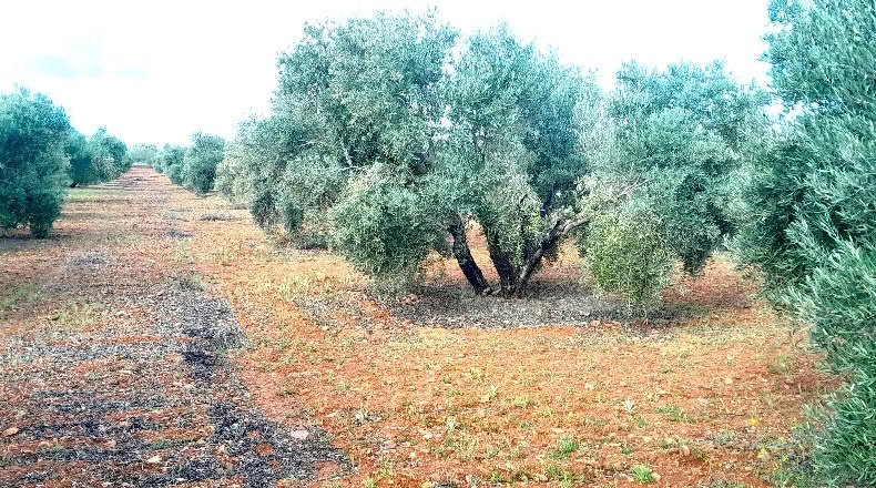 Ciudad Real - Valdepeñas - 25000m2