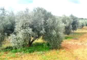 Non-developable land for sale on Calle Seis de Junio, Valdepeñas, ref: TR386787 photo