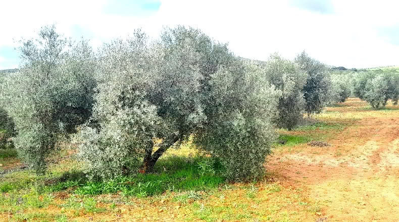 Ciudad Real - Valdepeñas - 25000m2