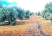 Non-developable land for sale on Calle Seis de Junio, Valdepeñas, ref: TR386787 photo