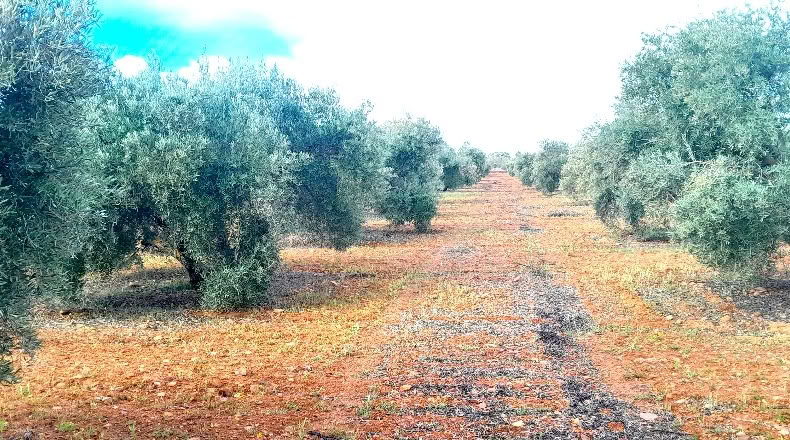 Ciudad Real - Valdepeñas - 25000m2