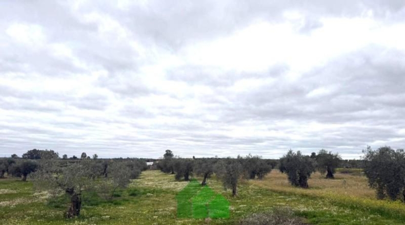 Badajoz - Montijo - 2890m2