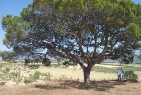 Castalla 45347&nbsp;m²