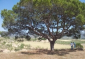 Xalet independent amb terreny en venda a la España, Castalla, ref.: TR386483 foto