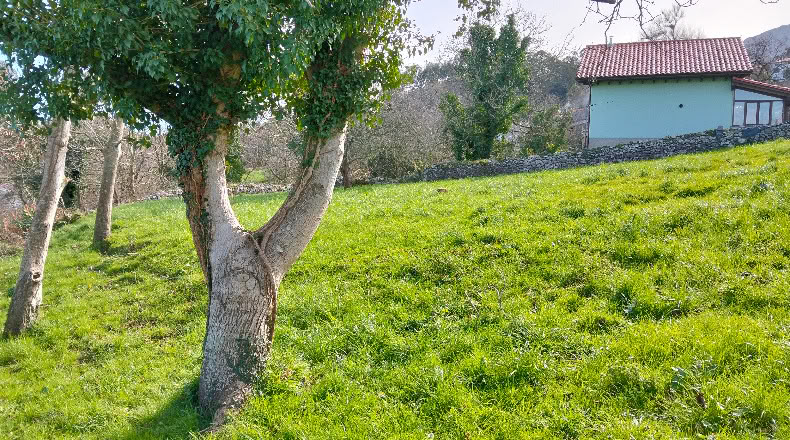 Asturias - Llanes - 1305m2