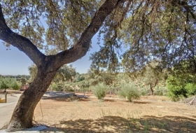 Adamuz 35000&nbsp;m² 