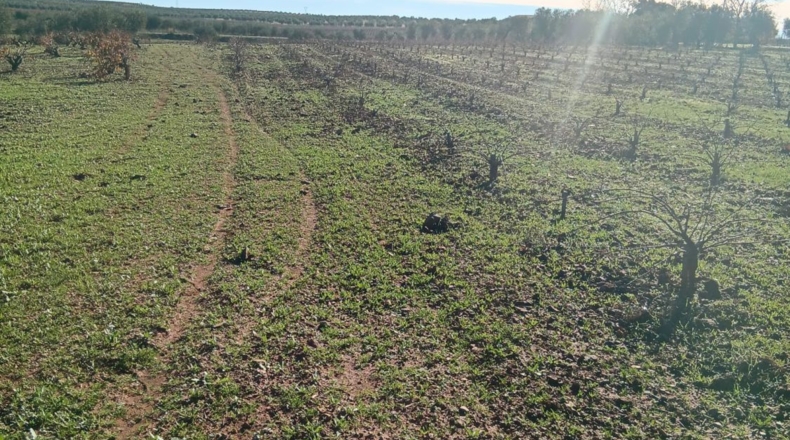 Badajoz - Villafranca de los Barros - 22500m2